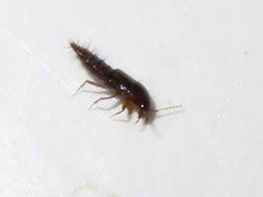 Habrocerus capillaricornis