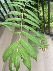 Ailanthus altissima