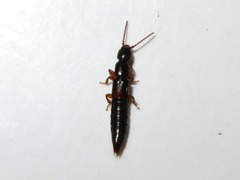 Lathrobium brunnipes