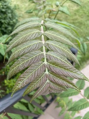 Ailanthus altissima