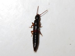 Lathrobium brunnipes