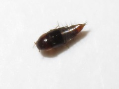 Habrocerus capillaricornis