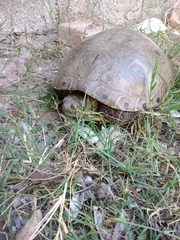 Trachemys venusta cataspila