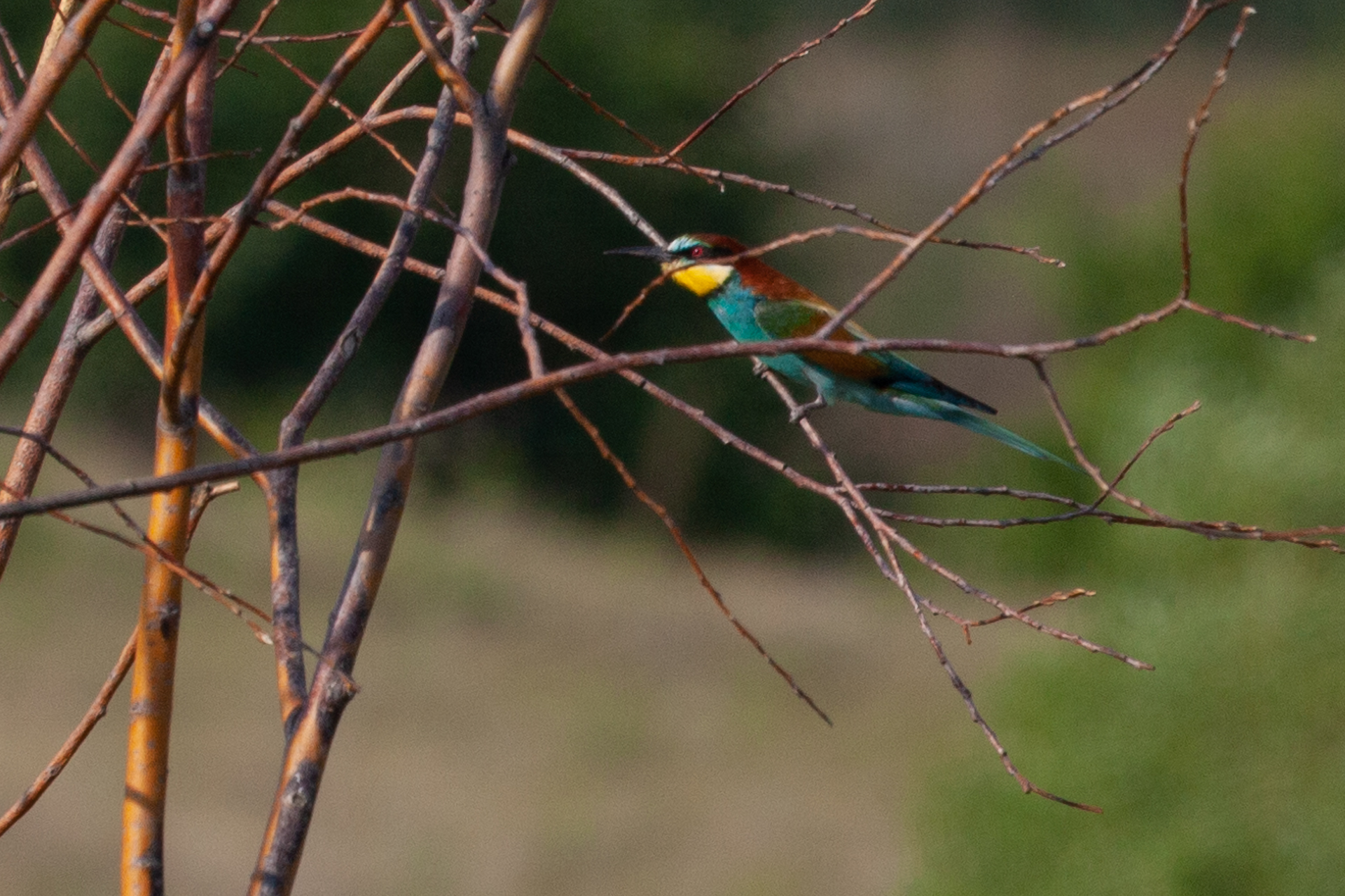 European Bee-eater
