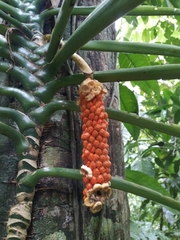 Monstera membranacea