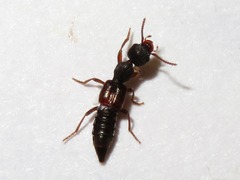 Rugilus rufipes