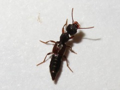 Rugilus rufipes
