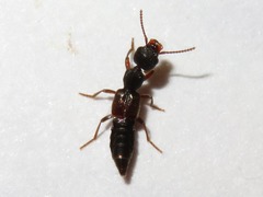 Rugilus rufipes