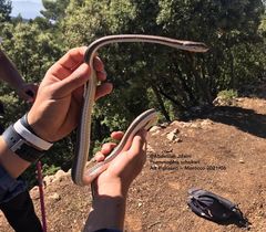 Psammophis schokari