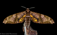 Protambulyx eurycles