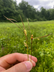 Carex conoidea