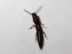 Lathrobium elongatum