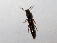 Lathrobium elongatum