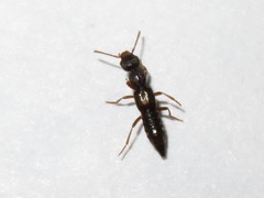 Rugilus rufipes
