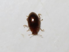 Rhyzobius litura