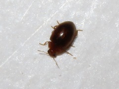 Rhyzobius litura