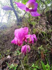 Bletia macristhmochila