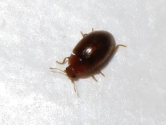 Rhyzobius litura
