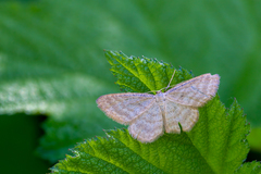Idaea pallidata