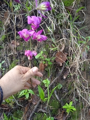 Bletia macristhmochila