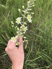 Anticlea elegans elegans