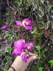 Bletia macristhmochila