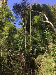 Merostachys