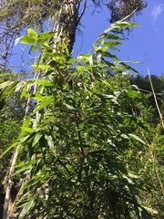 Merostachys