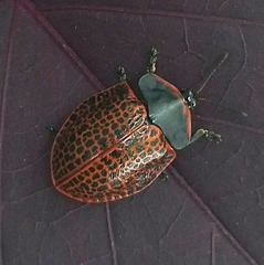 Botanochara impressa