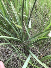 Anticlea elegans elegans