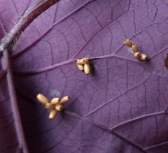 Botanochara impressa