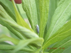 Graphocephala hieroglyphica