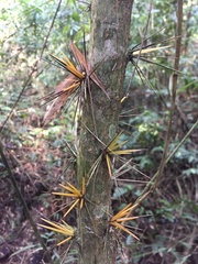 Pereskia