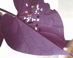 Botanochara impressa