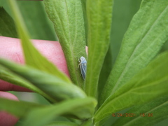 Graphocephala hieroglyphica