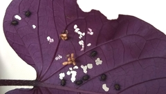 Botanochara impressa