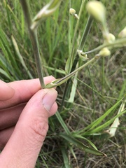 Anticlea elegans elegans