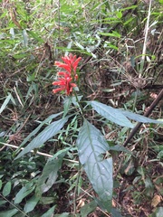 Aphelandra longiflora