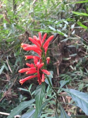 Aphelandra longiflora