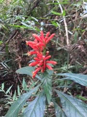 Aphelandra longiflora