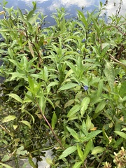 Hydrolea quadrivalvis