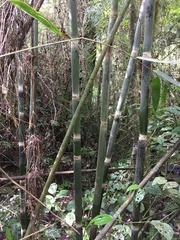 Merostachys