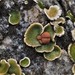 False Russell's Fishscale Lichen - Photo (c) Vitaly Charny, some rights reserved (CC BY-NC), uploaded by Vitaly Charny