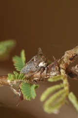 Cornutobelus