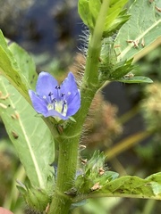 Hydrolea quadrivalvis