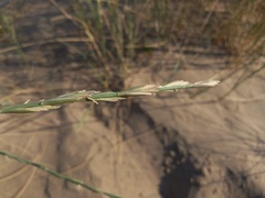 Elymus farctus farctus