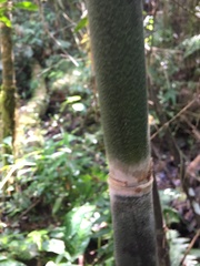 Merostachys