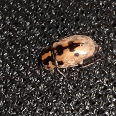 Cyclocephala mafaffa