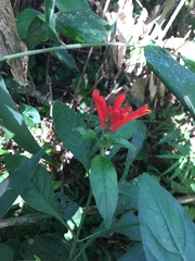 Aphelandra longiflora
