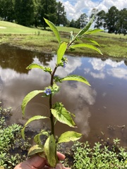 Hydrolea quadrivalvis